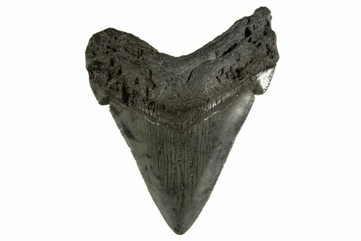 Serrated Angustidens Tooth - Megalodon Ancestor #321684